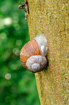 Edible snail (Helix pomatia) attached to tree trunk with a dried mucus epiphragm to prevent desiccation, Germany