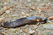 Iberian slug (Arion vulgaris) an invasive species in northern Europe, crossing forest path after rain, near Stralsund, Mecklenberg, Germany