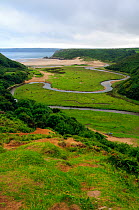 Pennard Pill stream meandering towards the sea, with cattle grazing the coastal marshes, Three Cliffs Bay, The Gower peninsula, Wales, August 2009