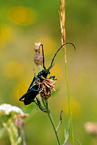 Musk beetle (Aromia moschata) on flowerhead, Germany