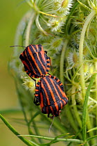 Red and black striped stink bugs (Graphosoma lineatum) mating on Wild carrot (Daucus carota) seedhead, Brandenburg, Germany