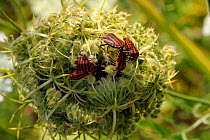 Red and black striped stink bugs (Graphosoma lineatum) competing to mate on Wild carrot (Daucus carota) seedhead, Brandenburg, Germany