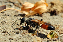 Female Digger / Sand wasp (Sphex funerarius / rufocinctus) sweeping soil away from burrow entrance, Pyrenees, Spain