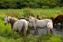Welsh ponies (Equus caballus) drinking from freshwater pool near Llanrhidian salt marshes, The Gower Peninsula, Wales