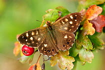 Speckled wood butterfly (Pararge aegeria) resting on Hawthorn (Crataegus monogyna) South London, UK