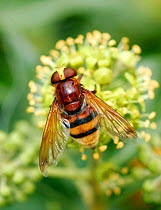 Hover fly (Volucella zonaria) feeding from Ivy flower (Hedera helix) South London, UK