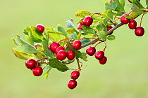 Hawthorn berries "Haws" (Crataegus monogyna) South London, UK