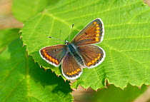 Brown argus butterfly (Aricia ageestis) on leaf, Morden, South London, UK