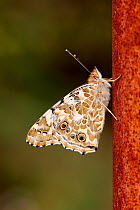Painted lady butterfly (Vanessa cardui) showing underwing pattern, South London, UK