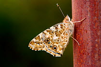 Painted lady butterfly (Vanessa cardui) at rest with wings closed, South London, UK, September