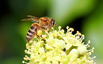 Honey bee (Apis mellifera) feeding onIvy flower  (Hedera helix) South London, UK