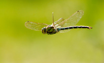 Male Southern hawker dragonfly (Aeshna cyanea) in flight, Wimbledon Common, South London, UK