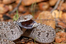 Rhombic egg eating snake (Dasypeltis scabra) defensive threat display, West Coast National Park, Western Cape, South Africa