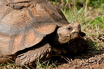 Leopard tortoise (Stigmochelys / Geochelone pardalis) with damged shell, de Hoop Nature reserve, western Cape, South Africa