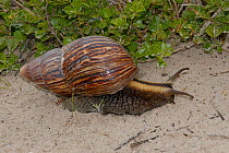 Giant snail (Achatina fulica) de Hoop Nature reserve, Western Cape, South Africa