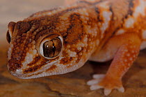 Giant ground gecko (Chondodactylus angulifer) portrait, Northern Cape, South Africa