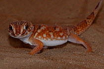 Giant ground gecko (chondrodactylus angulifer) Northern Cape, South Africa