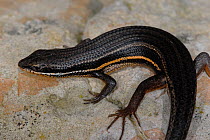 Male Red-sided skink (Trachylepis homalocephala) de Hoop Nature reserve, Western Cape, South Africa