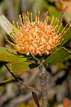 Potberg pincushion (Leucospermum fulgens) flower, de Hoop Nature reserve, western Cape, South Africa
