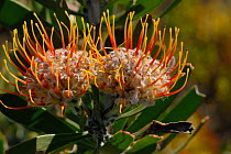 Potberg pincushion (Leocospermum fulgens) flower, de Hoop Nature reserve, western Cape, South Africa