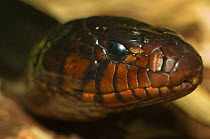 Indigo snake (Drymarchon corais) captive, from Central and South America