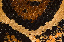 Close up of scales and skin pattern of Boa constrictor {Constrictor constrictor} captive, from South America