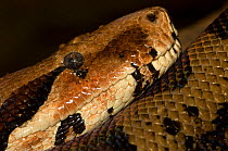 Boa constrictor {Constrictor constrictor} captive, from South America