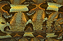 Rhinoceros viper / adder {Bitis nasicornis} showing camouflage nature of skin pattern, captive, from  Africa