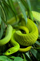 Eastern green mamba {Dendroaspis angusticeps} coiled in vegetation, captive, from East Africa