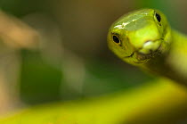 Eastern green mamba {Dendroaspis angusticeps} head portrait, captive, from East Africa