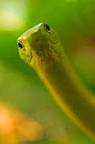 Eastern green mamba {Dendroaspis angusticeps} strike pose, captive, from East Africa