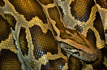 Burmese Python {Python molurus bivittatus} close-up of head and skin pattern, captive, from Asia