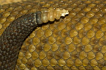 Mexican West Coast Rattle Snake {Crotalus basiliscus} close up of rattle, captive, from Central America