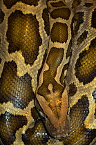 Burmese Python {Python molurus bivittatus} close-up of head and skin pattern, captive, from Asia