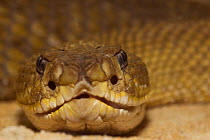 Mexican West Coast Rattle Snake {Crotalus basiliscus} close up of head, captive, from Central America