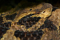 Jumping Viper {Atropoides / Bothrops nummifer} head detail, Captive, from Central America