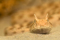 RF- Horned viper (Cerastes cerastes) head portrait on sand, from North Africa, captive. (This image may be licensed either as rights managed or royalty free.)