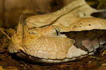 Gaboon viper {Bitis gabonica} head portrait, captive, from Eastern and Central Africa;