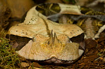 Gaboon viper {Bitis gabonica} head portrait, captive, from Eastern and Central Africa;