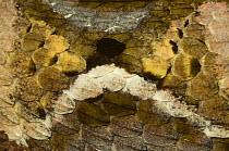 Gaboon viper {Bitis gabonica} skin detail, captive, from Eastern and Central Africa;