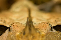 Gaboon viper {Bitis gabonica} close up of eyes, captive, from Eastern and Central Africa;
