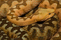 Sand / European Horned Viper {Vipera ammodytes} captive, from eastern Europe, Europe's most dangerous snake;