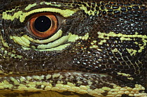 Close up of eye of Gould's / Sand monitor {Varanus gouldii} captive