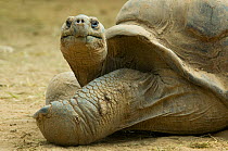 Galapagos giant tortoise {Geochelone elephantopus} captive, from the Galapagos islands