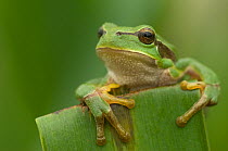 RF- Common tree frog (Hyla arborea) head portrait, the Netherlands.
