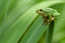 Common tree frog (Hyla arborea) camouflaged on vegetation, the Netherlands