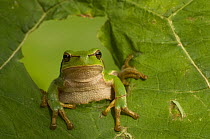 Common tree frog (Hyla arborea) climbing through hole in leaf, the Netherlands