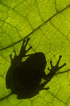 Common tree frog (Hyla arborea) silhouette viewed through leaf, the Netherlands