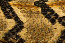 Canebrake Rattlesnake {Crotalus horridus atricaudatus} captive, detail of skin, from SE Asia