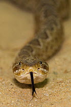 Western diamondback rattlesnake {Crotalus atrox} captive, from Texas, USA
